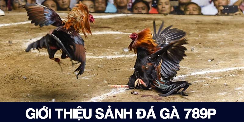 Đá gà 789P là sảnh cược được nhiều người ưa chuộng